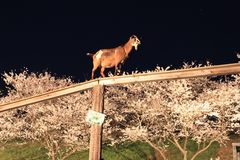 ヤギ橋と桜