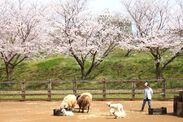 日中の桜風景(1)