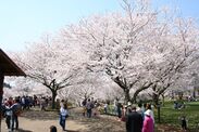 日中の桜風景(2)