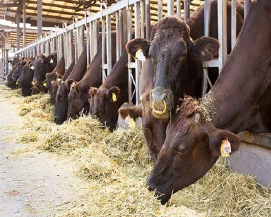 鹿児島県の「平松牧場」が、听のために育てた黒毛和牛「グランド・マザー・ビーフ」