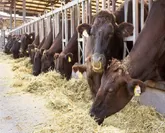 鹿児島県の「平松牧場」が、听のために育てた黒毛和牛「グランド・マザー・ビーフ」