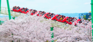 アトラクションが絶好のお花見スポットに！ ひらパー ３００本の桜が花盛り！