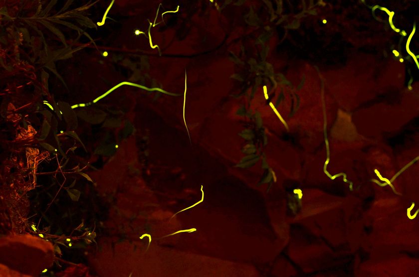 初夏はお風呂上がりにふらっと“ほたる観賞”を　
箱根の温泉宿で宿泊者限定のほたる鑑賞会を6月に開催！
～「源泉浴とホタルの光」で日々の疲れを癒す旅へ～