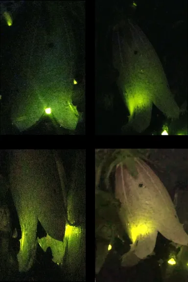 ほたるとホタルブクロ