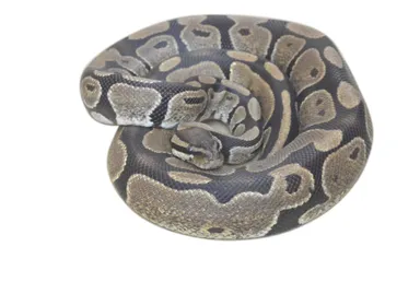 ボールニシキヘビ