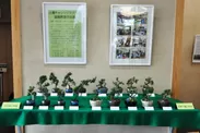 さいたま市内小学生の盆栽作品展
