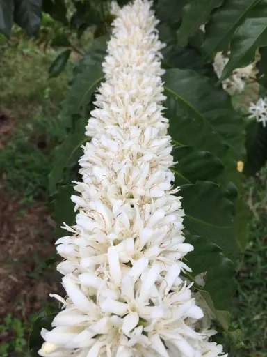 満開に咲くMAMOの花