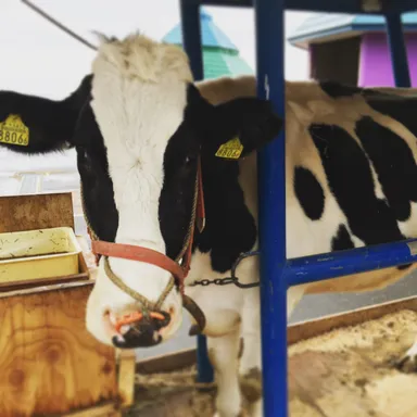 ワールド牧場 7