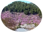 嵐山-高雄パークウエイ、高雄大駐車場から見える西明寺のミツバツツジ