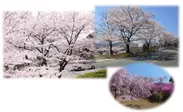 嵐山-高雄パークウエイの桜