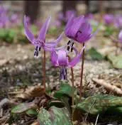 カタクリ（２）