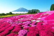イメージ写真：北海道羊蹄山と芝桜