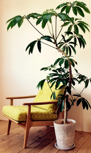 インテリアとの相性は抜群にイイ感じです！