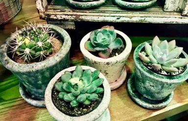 小さな多肉植物も取扱います