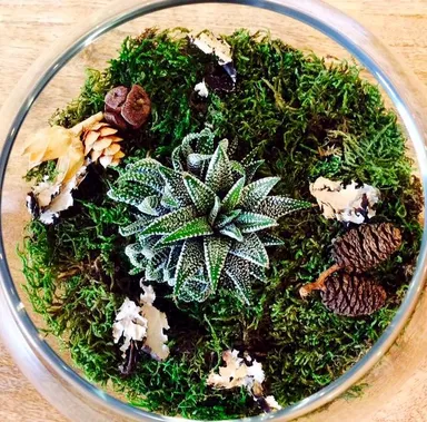いろいろなタイプのテラリウム