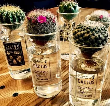 サボテンも人気ですね