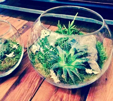 インテリアにかかせない【in door GREEN】