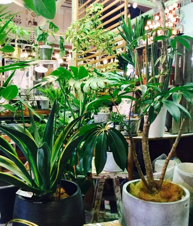 felice姫路店GREENコーナー2