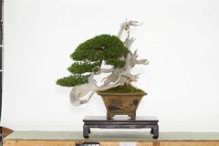 【至宝展展示】昔、この材から笏(しゃく：束帯の時に右手に持つ長い板)を作ったことから、官位の正一位にちなんで、この名があると言われる「一位」