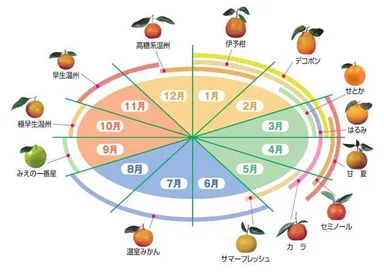 ミカンの栽培スケジュール