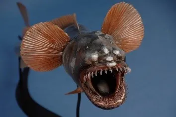 ワラスボフィギア