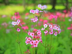 高山植物クリンソウ 1