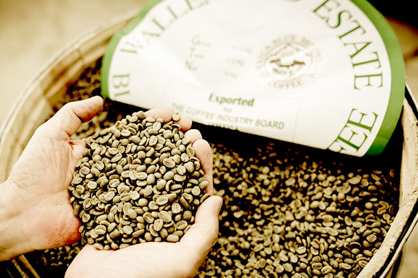 独特な甘味でコーヒー通を唸らせる『ブルーマウンテン』
天災による減産が続く最高クラスの品種を土居珈琲にて販売