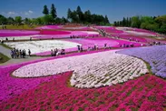 秩父 羊山公園「芝桜の丘」イメージ