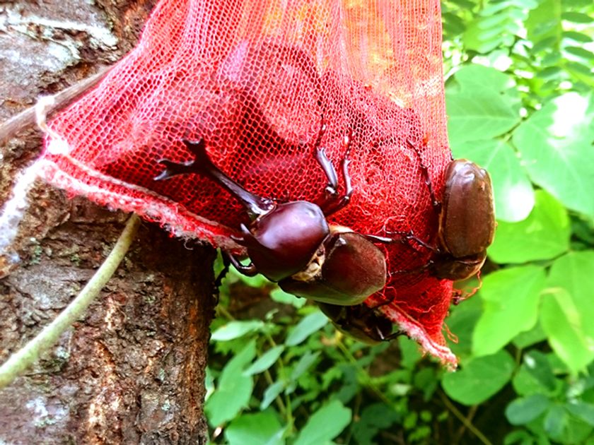 クワガタ・カブト好きのための交流イベントを渋谷で開催！
プロの“クワカブハンター”による採集トークなど多数企画