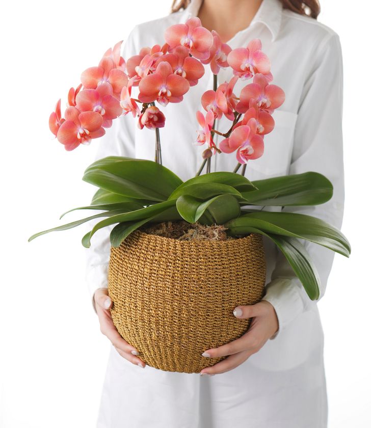 “母の日”に最もふさわしい贈り物は「胡蝶蘭」
洋蘭の目利きによる、傑作のラインナップが登場