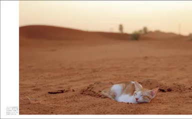 シャーロットは砂浴びも好き