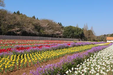 色とりどりのチューリップ