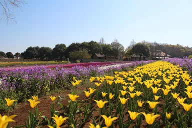 広大に咲くチューリップ