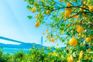 瀬戸内レモン農園からの風景