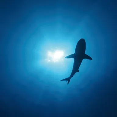 サメ(プロテオグリカン)