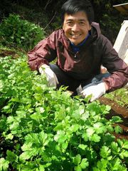 無農薬、露地栽培のやまちゃんの野菜