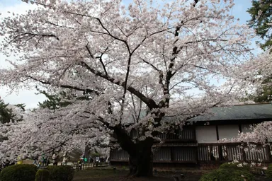 日本最古のソメイヨシノ
