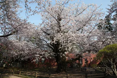 日本一太いソメイヨシノ
