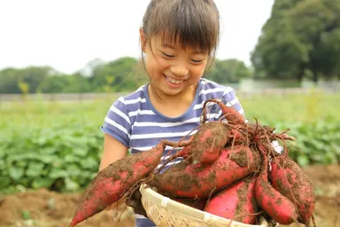 収穫時期にはこんなに大きくなります