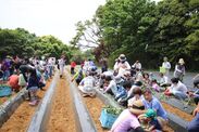 2015年10月オープンから累計来場者数30万人を突破！日本初・さつまいもと農業のテーマパーク「なめがたファーマーズヴィレッジ」農業体験アクティビティ「さつまいも苗植え体験」5月3日(祝・水)スタート！
