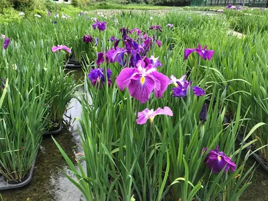 美しく伸びる背丈が魅力