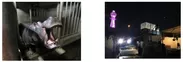 （左）公開を待つカバ（提供：天王寺動物園）　（右）夜間の搬入（提供：天王寺動物園）