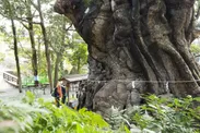 【熱海市】來宮神社・樹齢2000年以上、天然記念物『大楠』