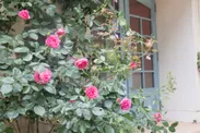 町エリアの建物に咲くバラ(2)