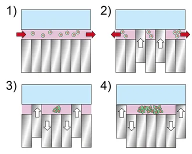 培養面積徐変による長期培養細胞の方法