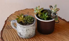 多肉植物の寄せ植え(イメージ)