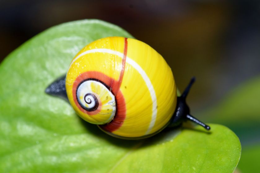 世界一美しい“雨の日な生きもの”が
梅雨の期間限定で、ニフレルに登場します！