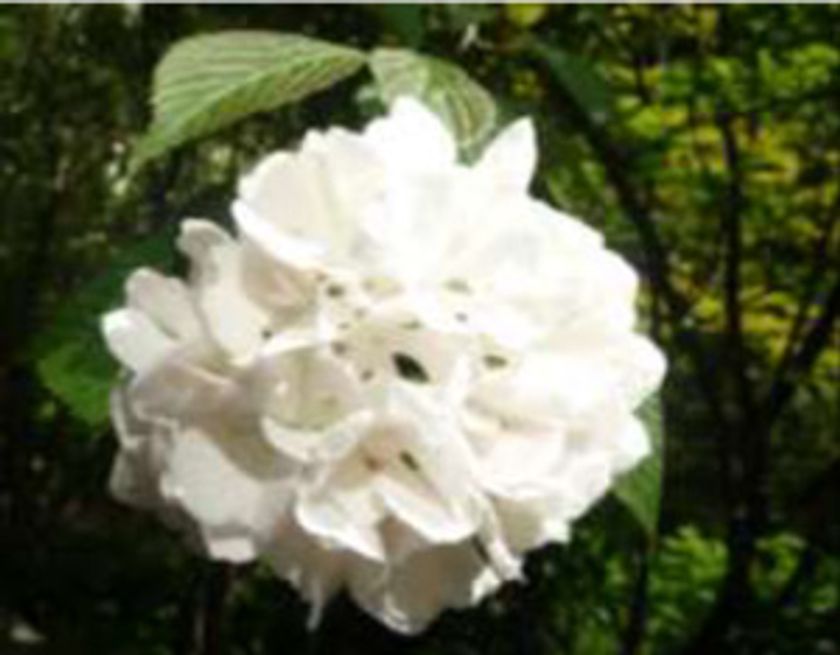 六甲オルゴールミュージアム
「オオデマリ」が見頃を迎えています！
～ 可憐に咲く花々と共に優雅なティータイムを～