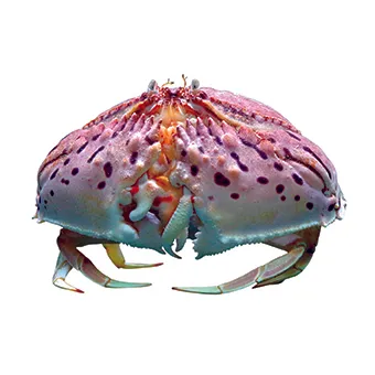 トラフカラッパ