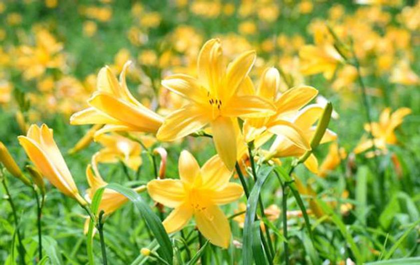 六甲高山植物園　夏の高原を彩る花
ニッコウキスゲが見頃を迎えました！